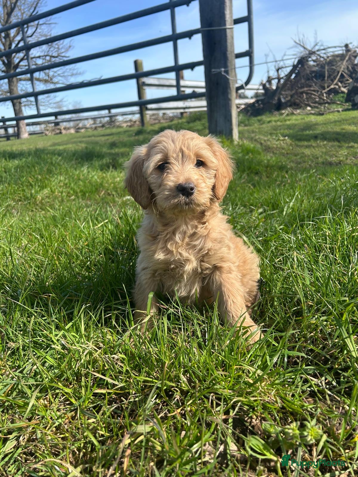 Kruising honden Mooie goldendoodle pups! - Advertentie 1