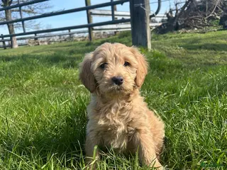 Kruising honden Mooie goldendoodle pups! - Advertentie 1