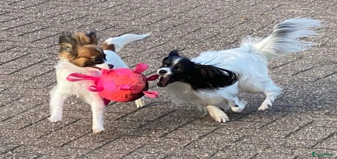 Galerij afbeelding {{count}}