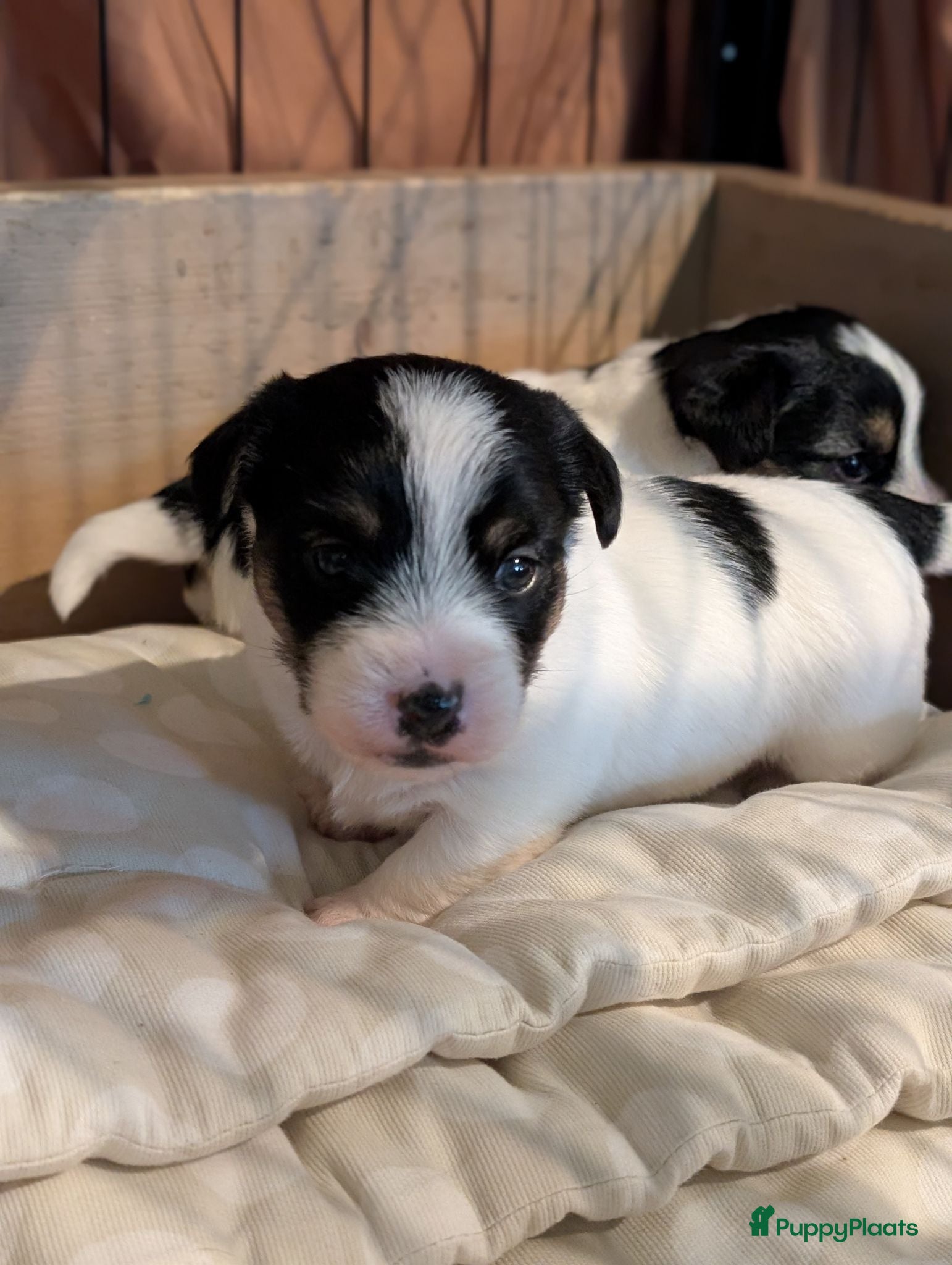 Jack Russel Terriër honden Ruwharige Jack Russell pups - Advertentie 2