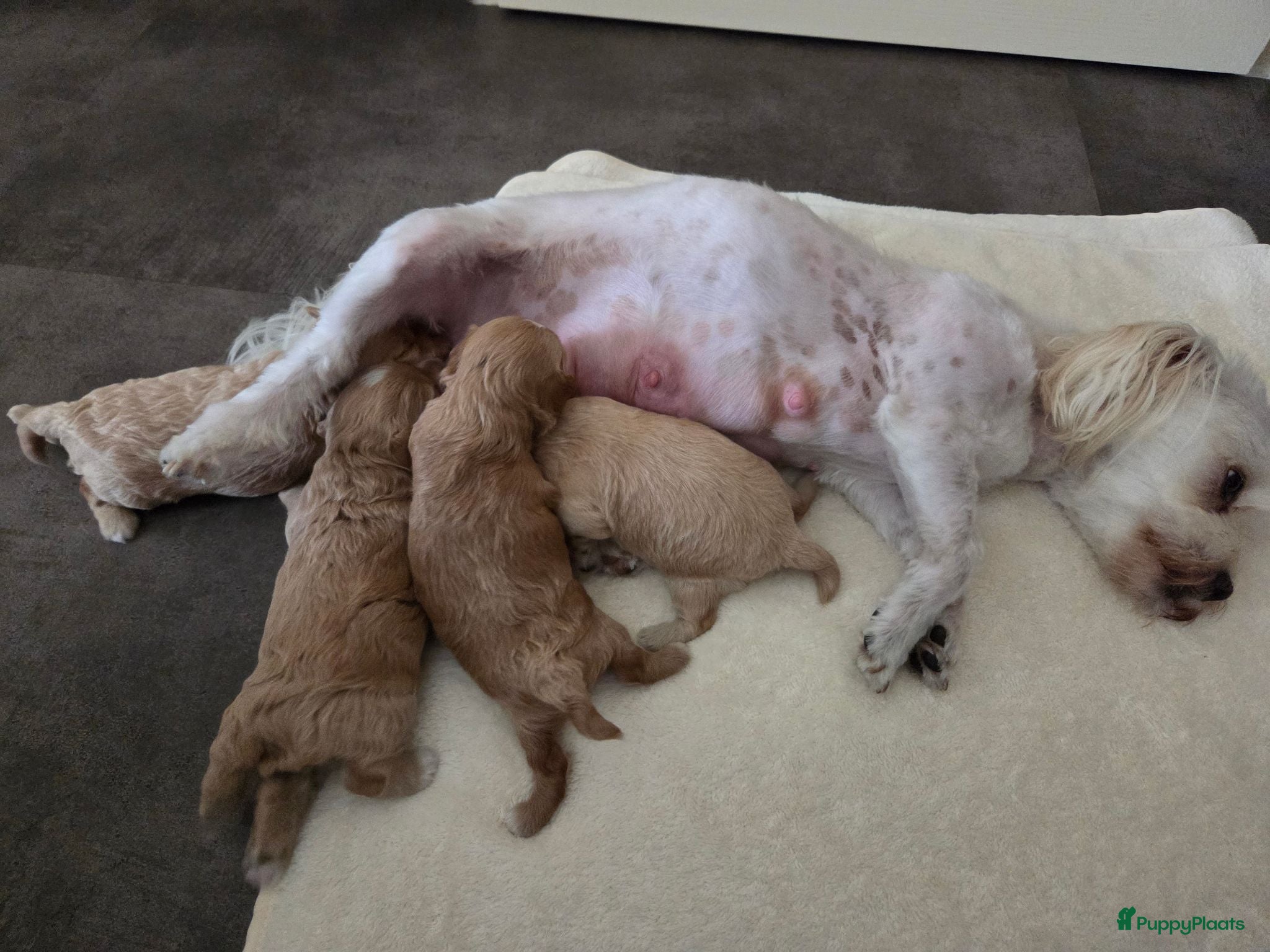 Maltipoo honden Lieve maltipoo puppy's - Advertentie 2