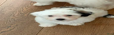 Maltipoo 6