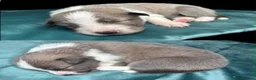 Border Collie honden te koop: Border collie pups met FCI stamboom - Advertentie 11