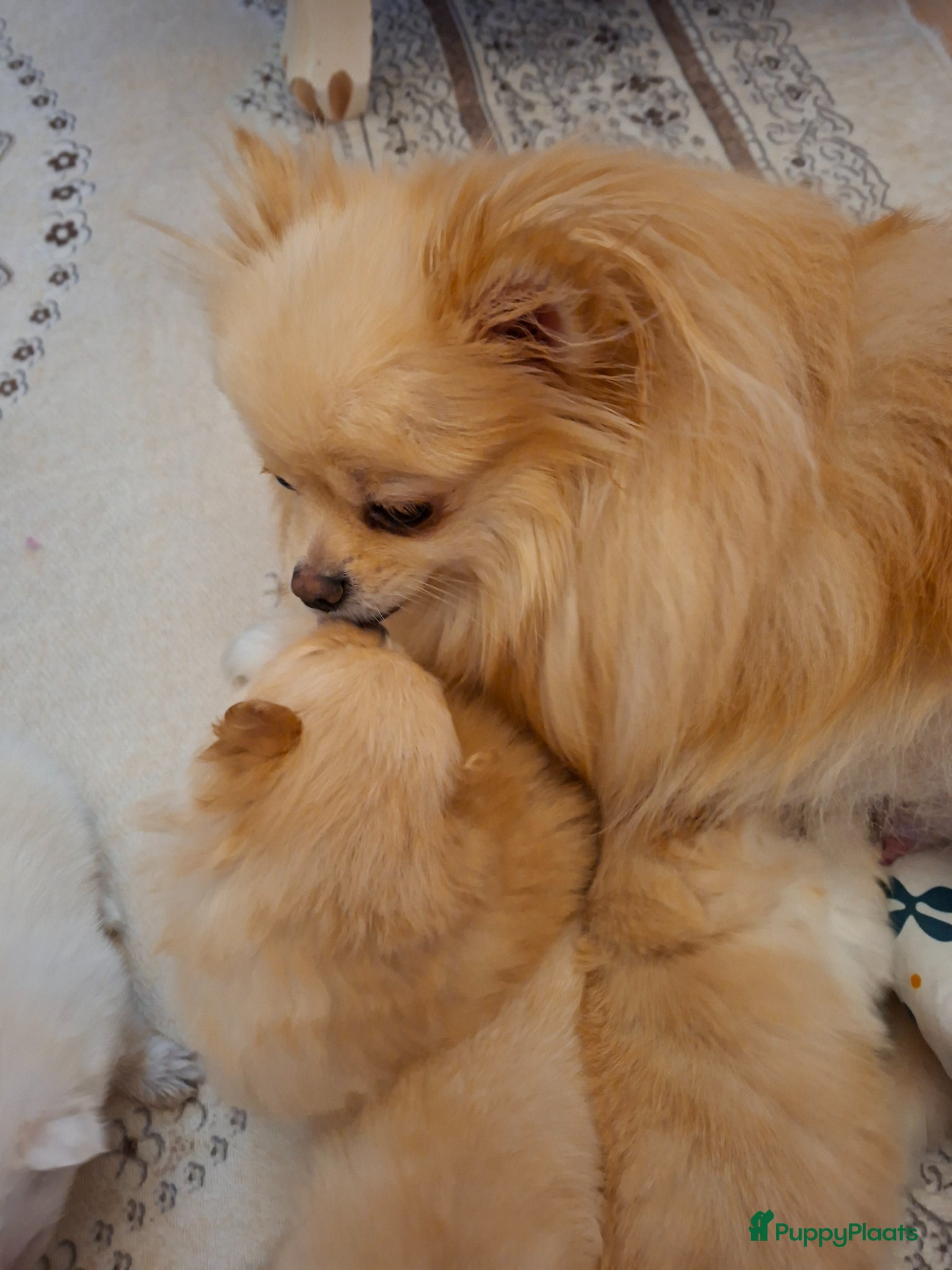 Pomeriaan honden Pomeriaan puppy’s  - Advertentie 1