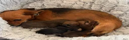 Kruising honden te koop:  Dwergpincher x Chihuahau X Kaninchenteckel pups. - Advertentie 15