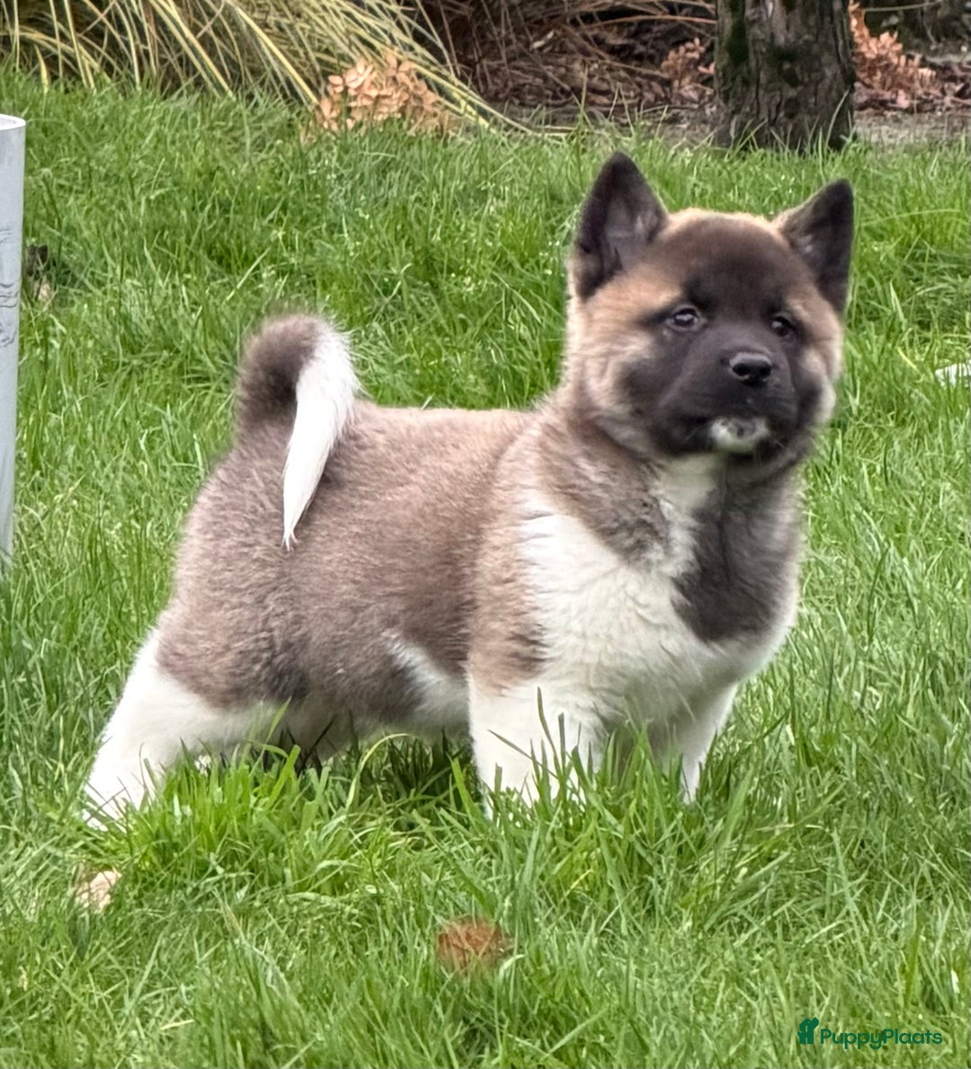 American Akita honden te koop: Prachtige American akita pups van unieke bloedlijn - Advertentie 28