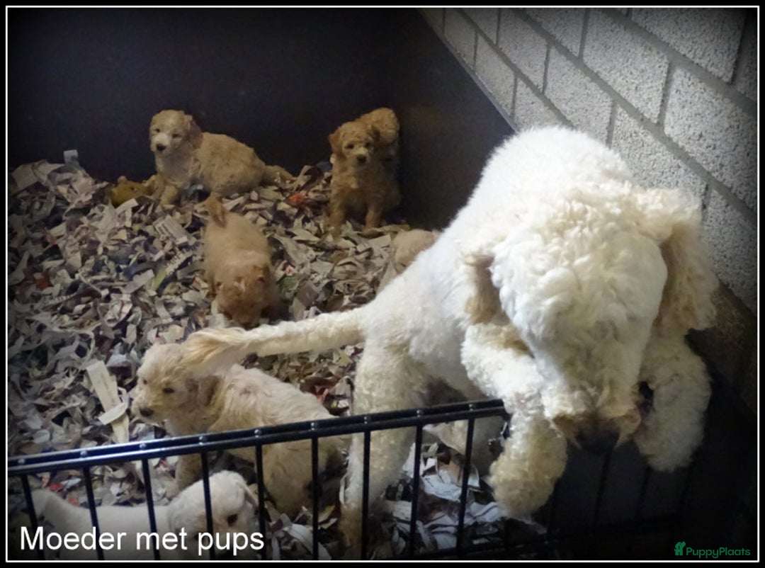 Labradoodle honden te koop: Labradoodle +/- 50 cm. (27 dec het nest verlaten)  - Advertentie 15