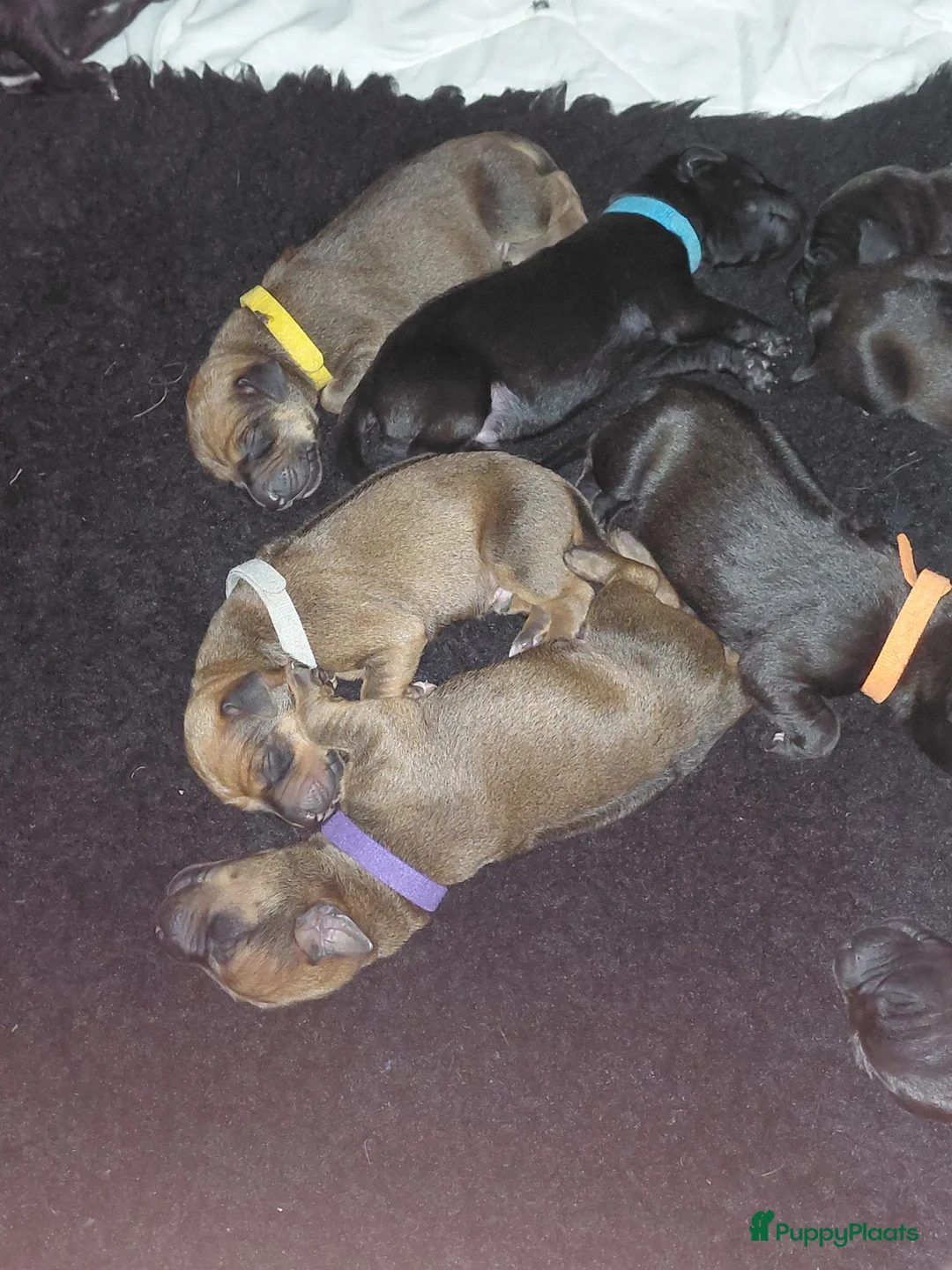 Kruising honden te koop: Kruising labrador x rhodesian ridgeback  in Vegelinsoord - Advertentie 4