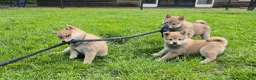 Kruising honden te koop: Shiba inu pups 8 weken (kwart pomeriaan) - Advertentie 25