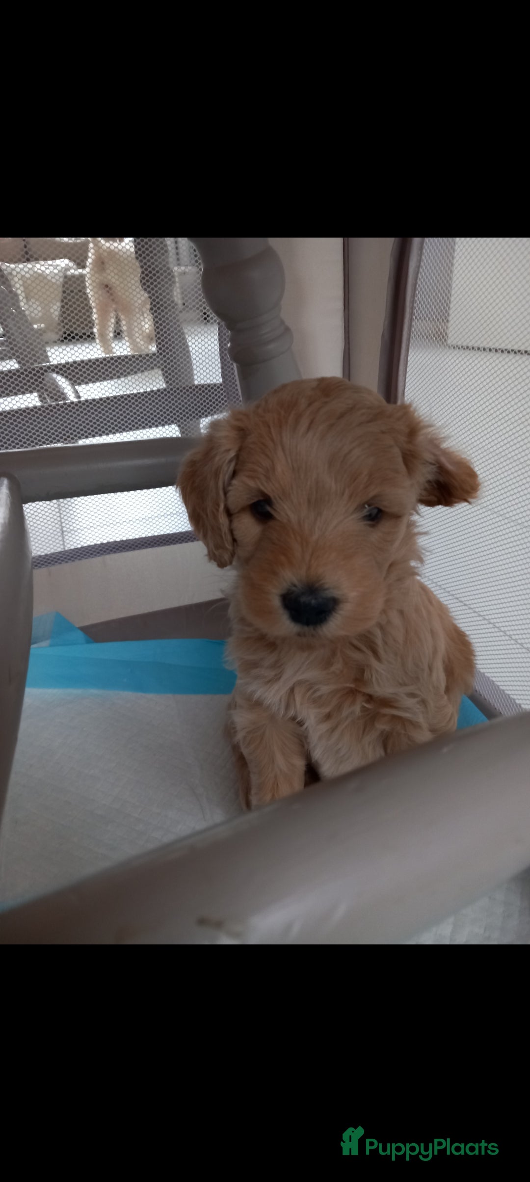 Kruising honden te koop: Prachtige Australian (halve) labradoodle puppies  - Advertentie 5