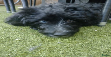 Australian Labradoodle honden - Advertentie 3