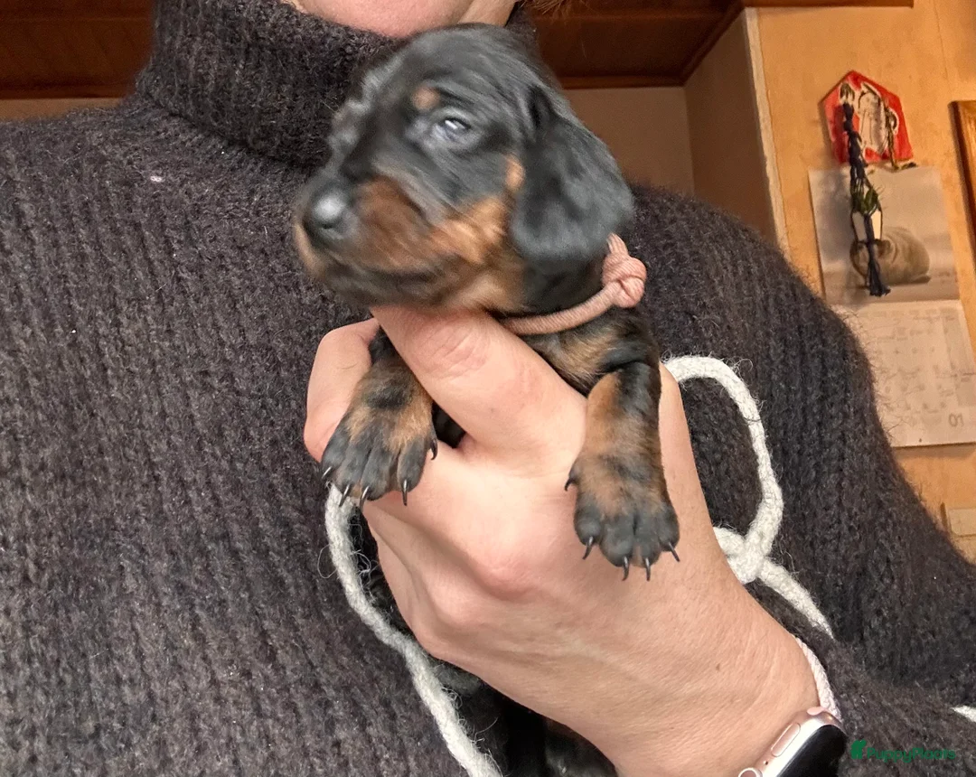 Teckel (korthaar)  honden te koop: Kortharige standaard teckel pups - Advertentie 5