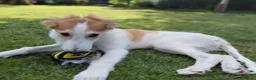 Barsoi honden te koop: AZALIA, Borzoi-teef uit FCI-kennel zoekt thuis - Advertentie 6