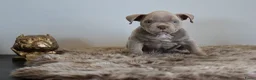 Amerikaanse Bully honden te koop: Tekoop zeer prachtige american bully micro teefjes - Advertentie 8
