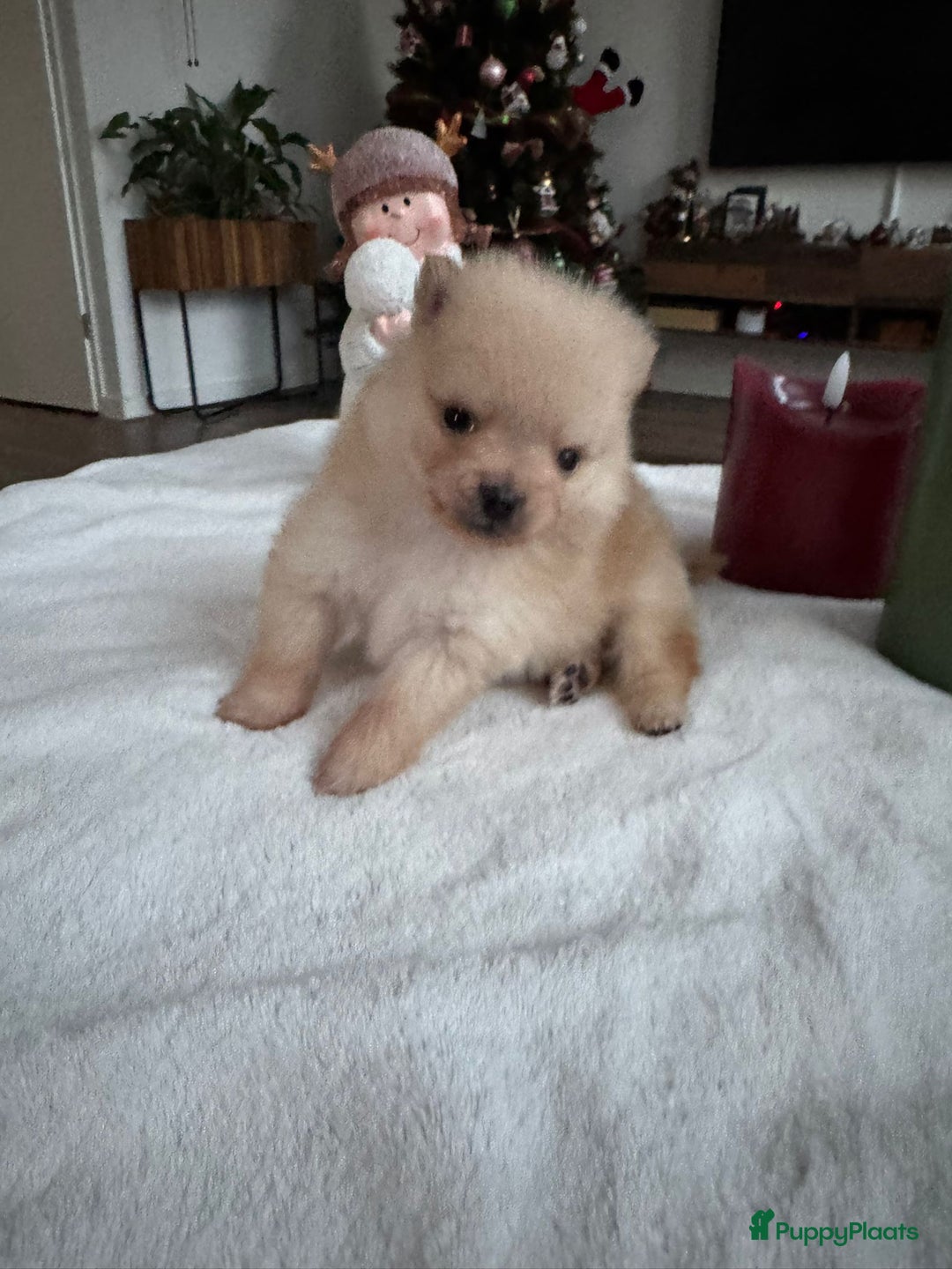 Pomeriaan honden te koop: Prachtige Pomeriaan pups  - Advertentie 6