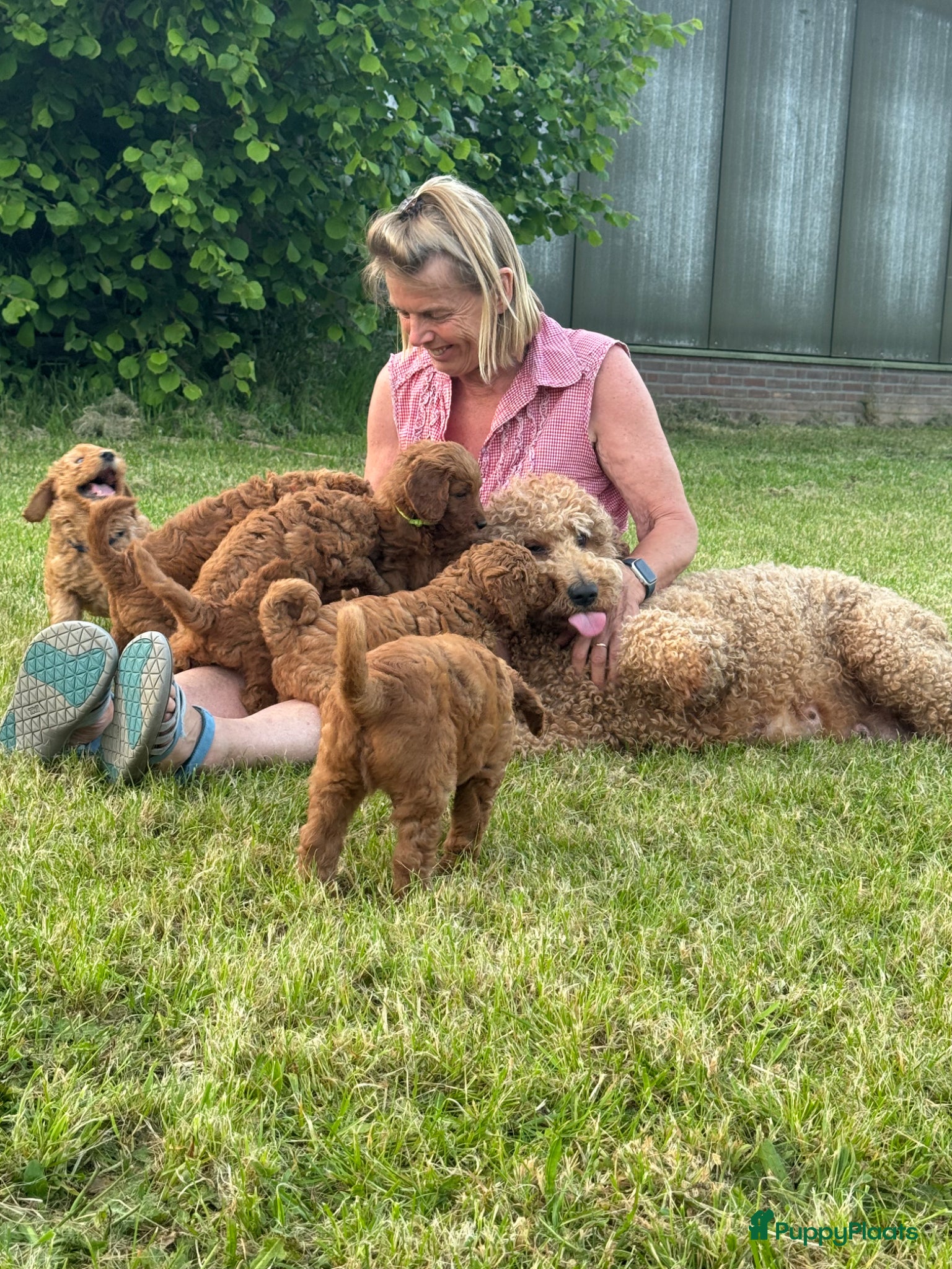 Australian Labradoodle honden te koop: Prachtig nest labradoodles (medium) - Advertentie 1