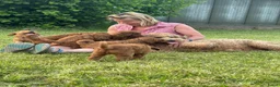 Australian Labradoodle honden te koop: Prachtig nest labradoodles (medium) - Advertentie 1
