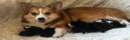 Welsh Corgi Pembroke honden te koop: Geweldige Welsh Corgi pups - Advertentie 1