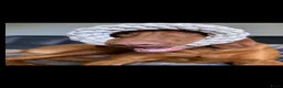 Vizsla korthaar honden te koop: Kortharige Hongaarse Vizsla-pups - Advertentie 22