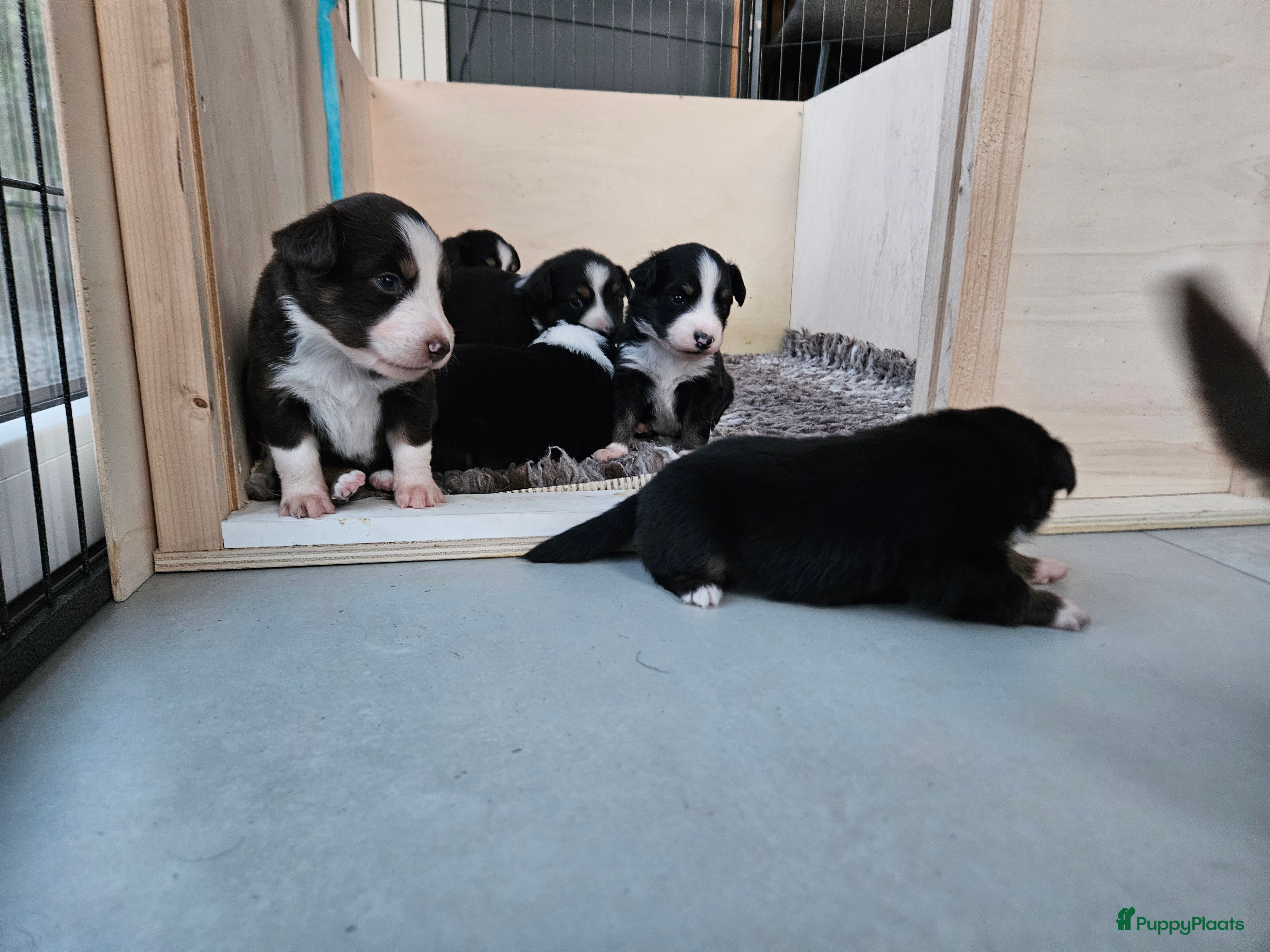 Australian Shepherd honden Prachtige mini Australian shepherd pups  - Advertentie 2