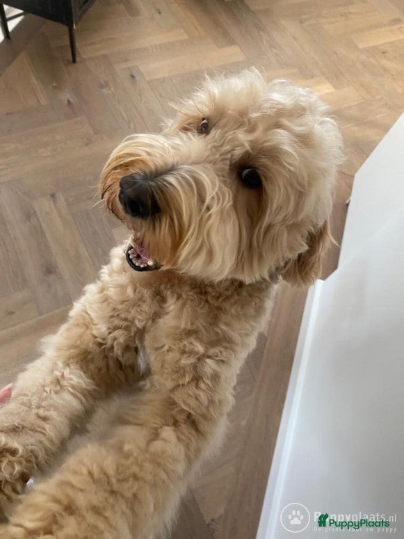 Kruising honden Labradoodle dekreu met gouden ❤️ in Amstelveen - Advertentie 4