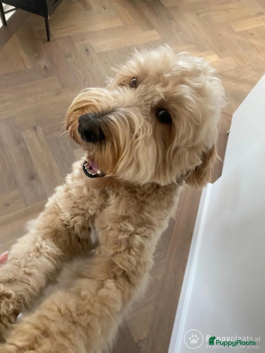 Kruising honden ter dekking: Labradoodle dekreu met gouden ❤️ in Amstelveen - Advertentie 1
