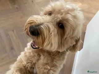 Kruising honden Labradoodle dekreu met gouden ❤️ in Amstelveen - Advertentie 10