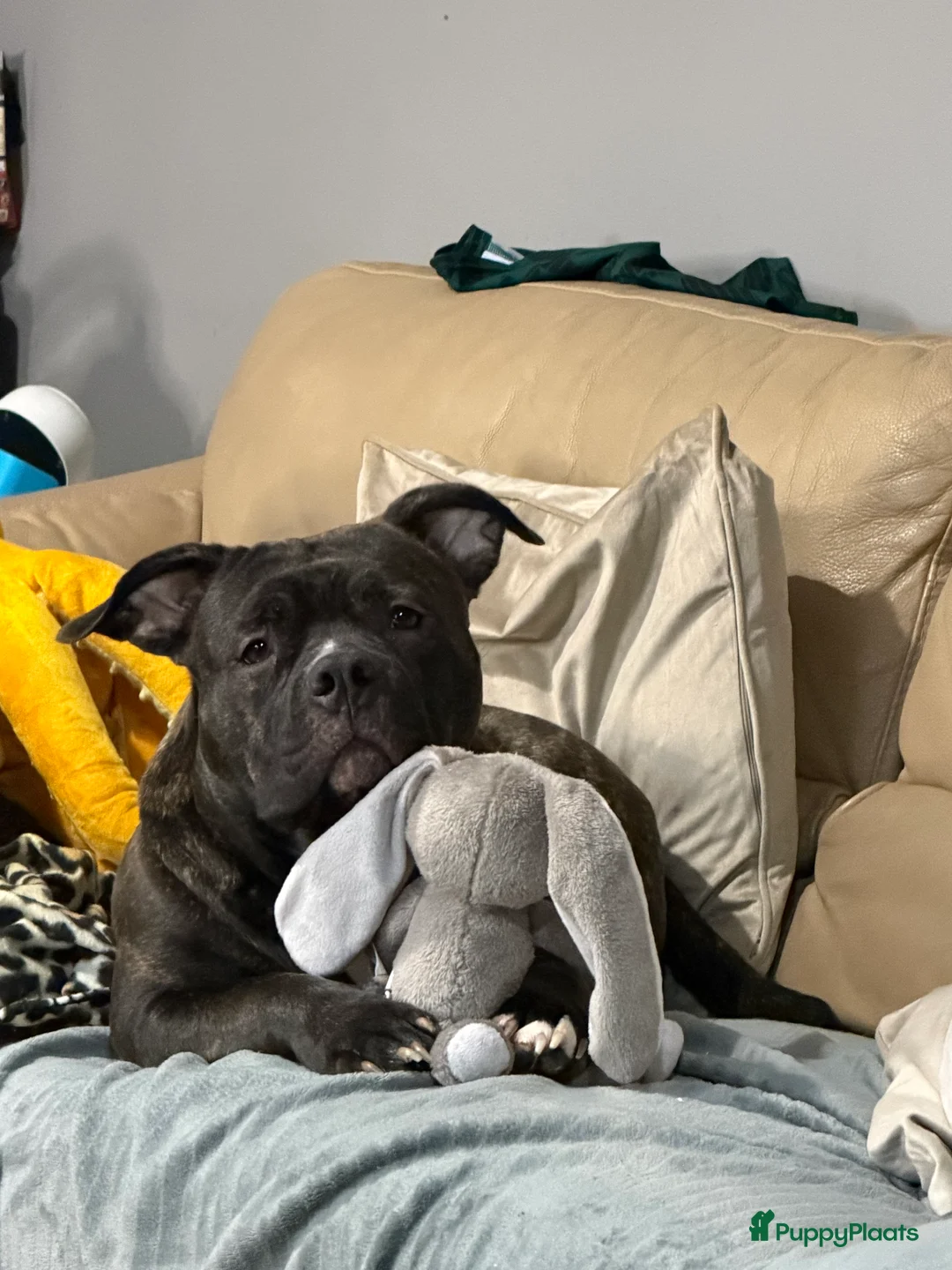 Amerikaanse Bully honden ter dekking: American Bully in Zundert - Advertentie 2