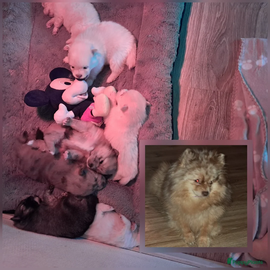 Pomeriaan honden te koop: Pomeriaan pups  - Advertentie 2