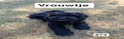 Cockapoo honden te koop: Amerikaanse Cockapoo pups - Advertentie 11