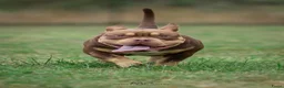 Amerikaanse Bully honden te koop: American Bully pocket pups verwacht geteste ouders - Advertentie 31