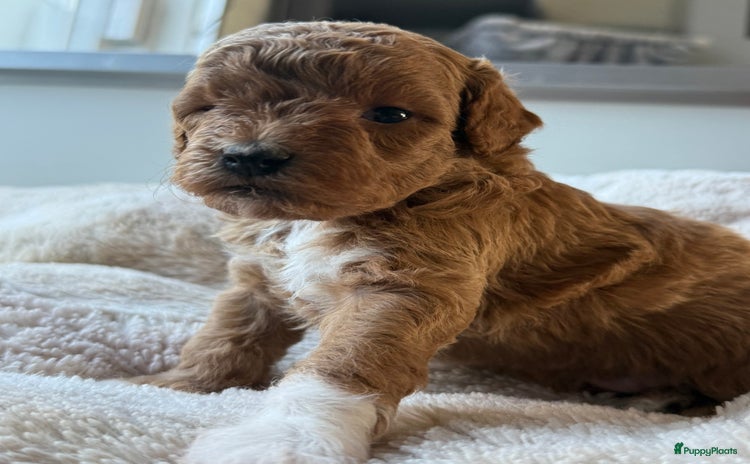 Labradoodle honden - Advertentie 7