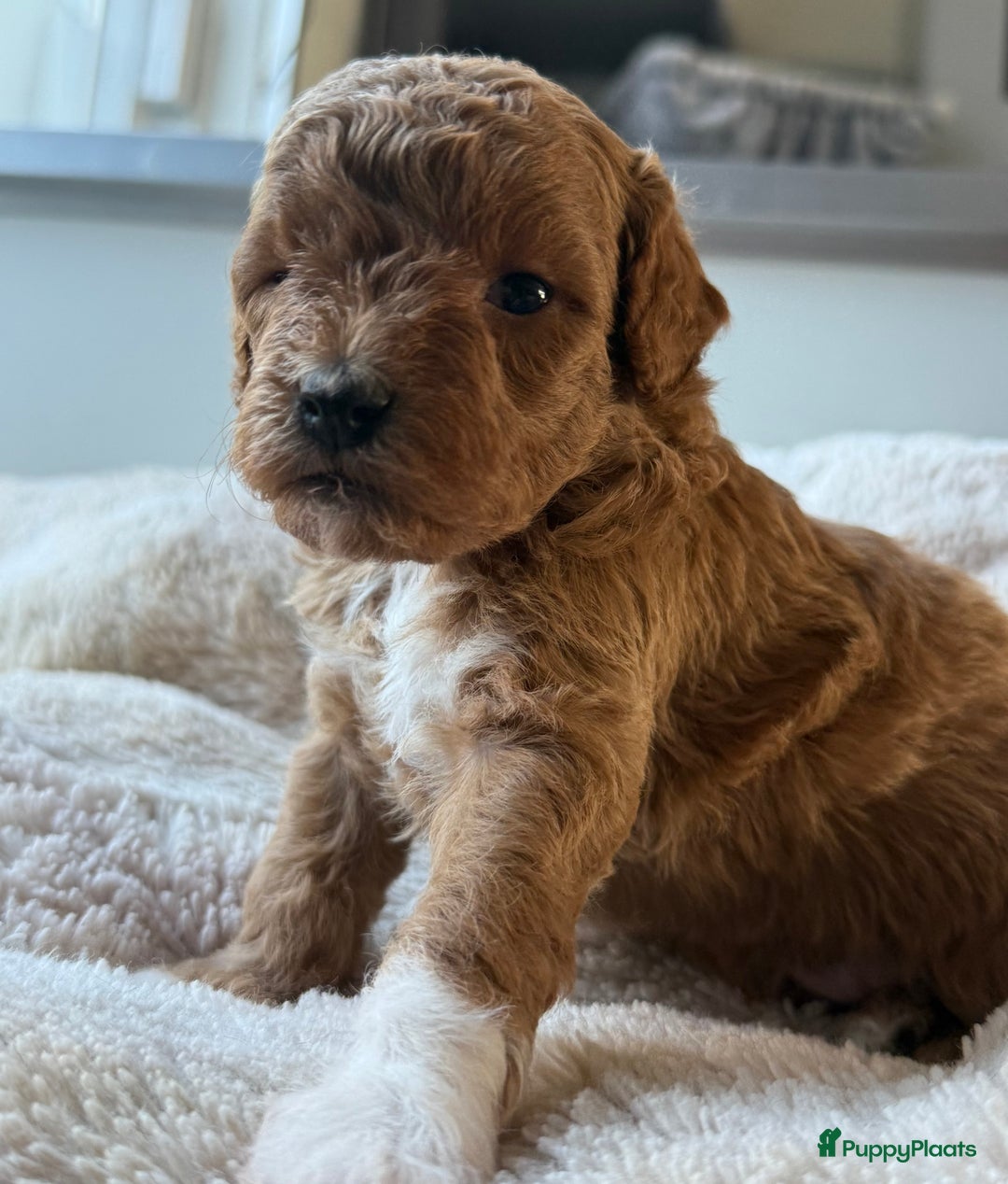 Labradoodle honden te koop: Prachtige Doodle - La Poodle pups te koop  - Afbeelding 1