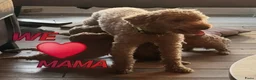 Kruising honden te koop: Kleine poedel pups (toypoedel x dwergpoedel) - Advertentie 13