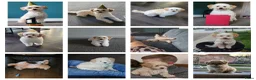Maltipoo honden te koop: Kleinblijvende Maltipoo F1b donker abrikoos - Advertentie 17