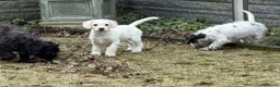 Maltipoo honden te koop: Nog 2 maltipoo reutjes beschikbaar  - Advertentie 5