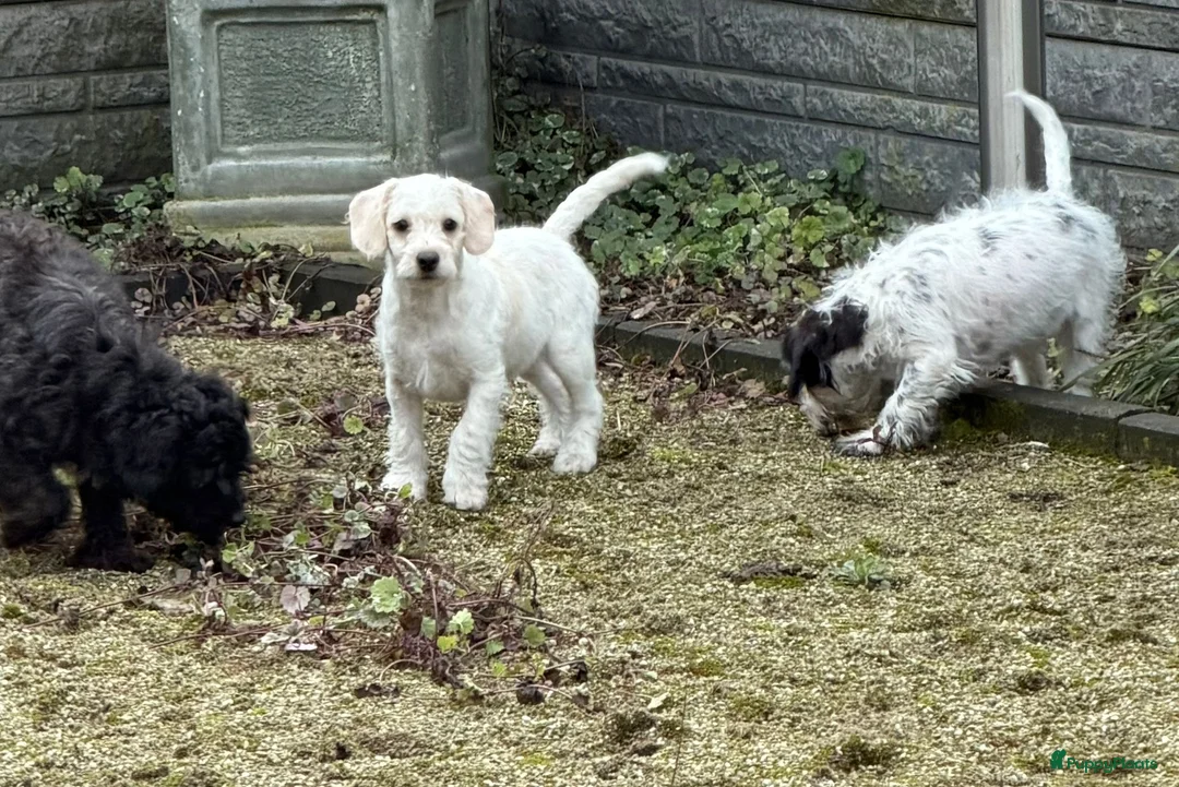 Maltipoo honden te koop: Nog 2 maltipoo reutjes beschikbaar  - Advertentie 5