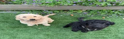 Kruising honden te koop: (Australian)Labradoodle pups op komst - Advertentie 3