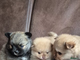 Pomsky honden Prachtige hondjes - Advertentie 1