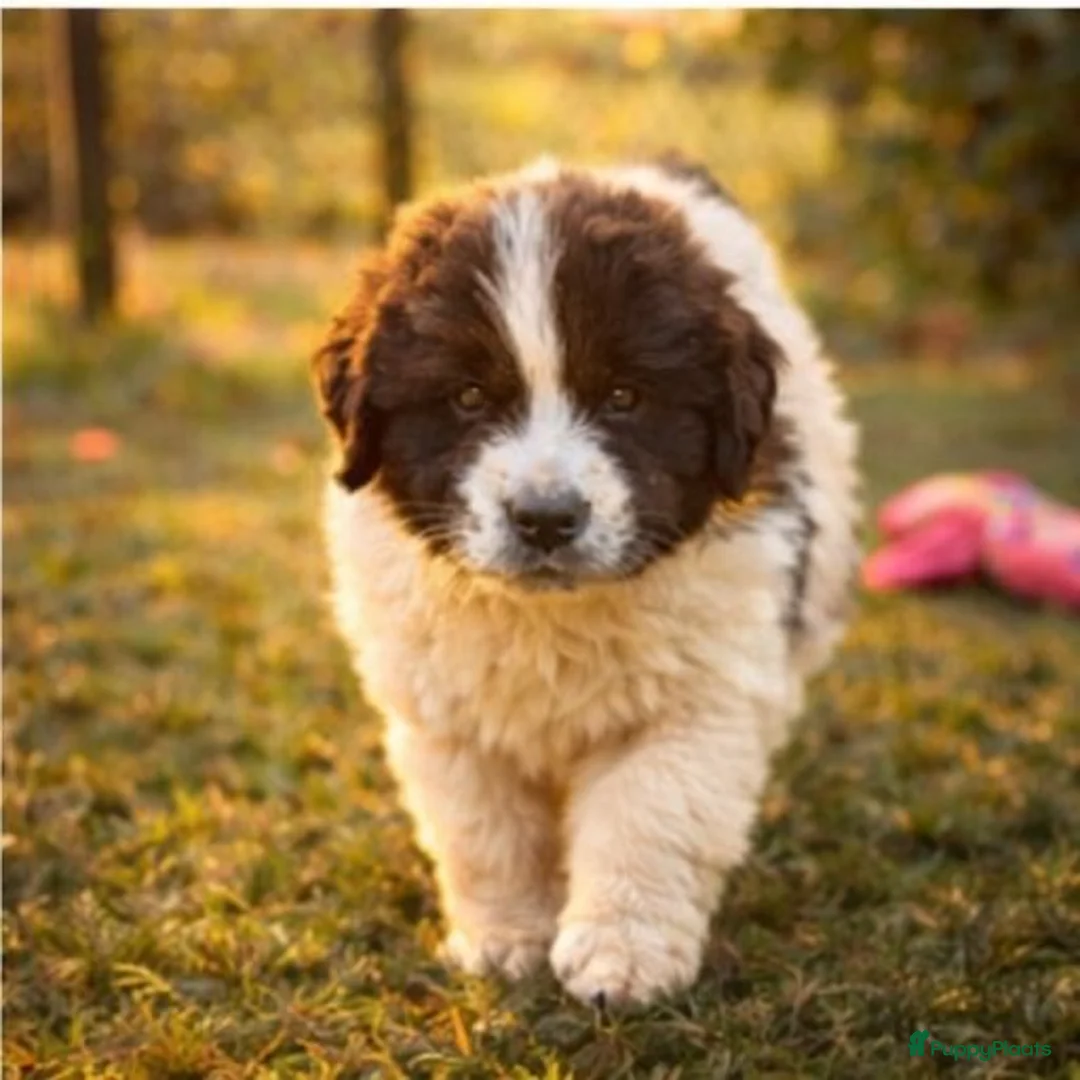 Newfoundlander honden te koop: Newfoundlander pups  - Advertentie 11