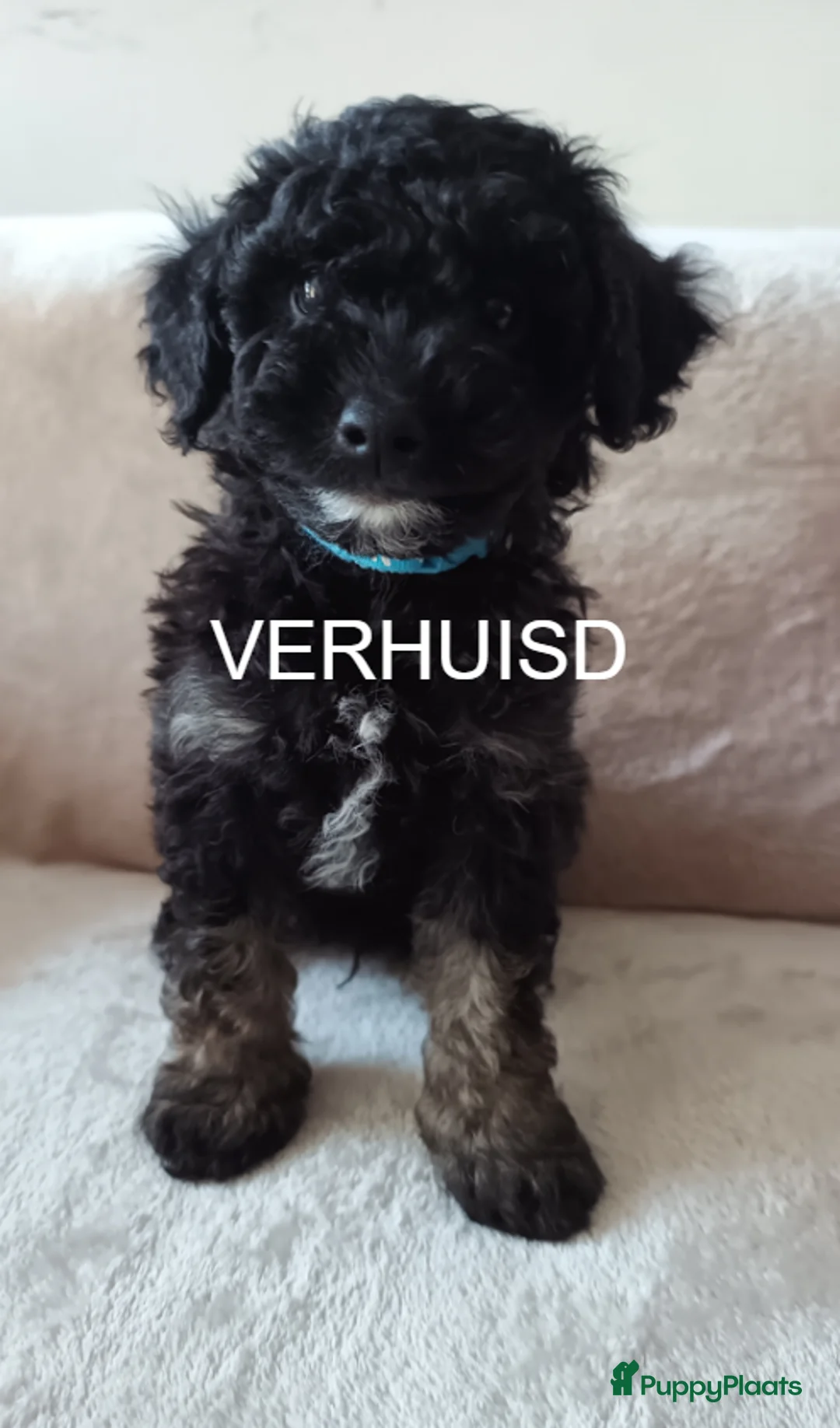 Dwergpoedel honden te koop: Dwergpoedel mini - Advertentie 2