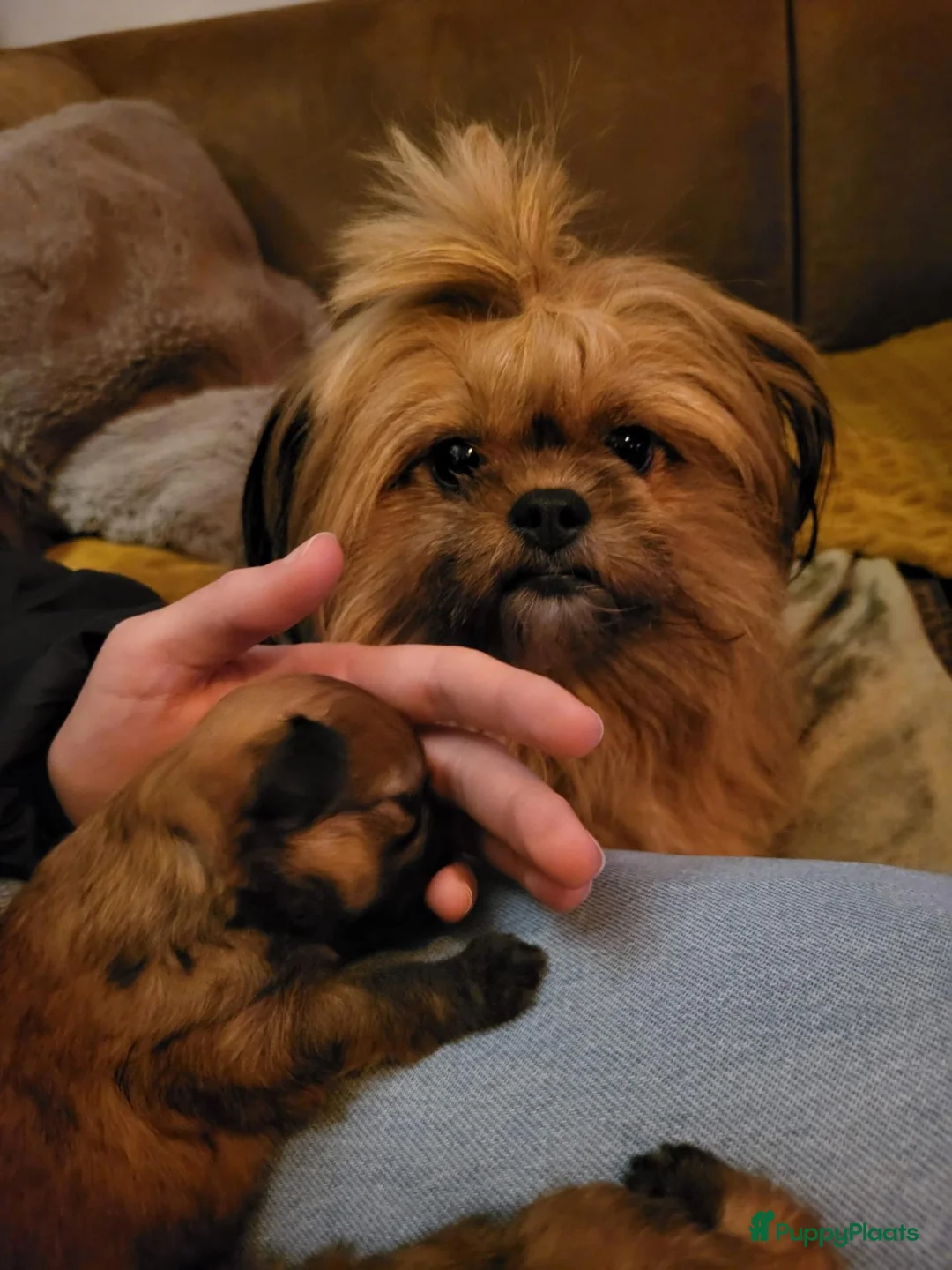Kruising honden te koop: Nog 1 mooi meisjes beschikbaar - Advertentie 1