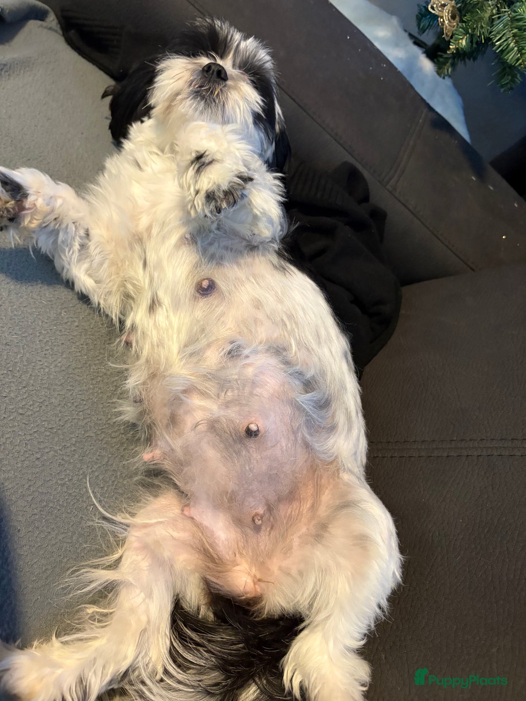 Shih Tzu honden te koop: Puppies verwacht - Advertentie 2