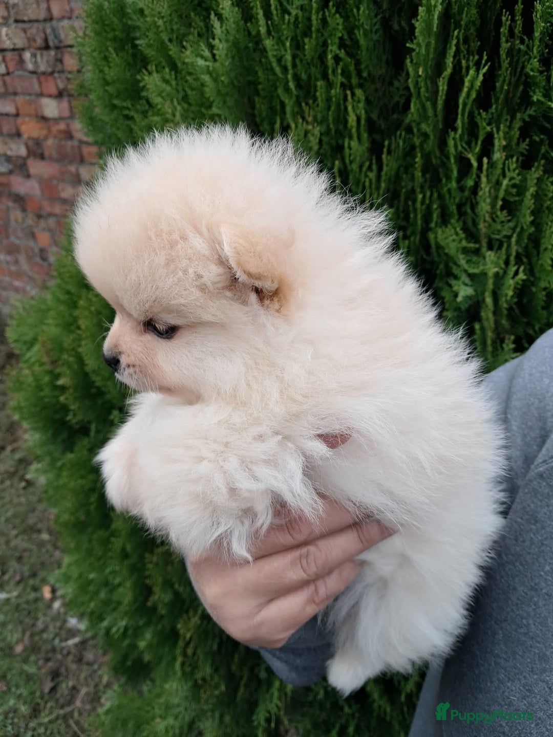 Pomeriaan honden te koop: Pomeriaan puppy’s  - Advertentie 5