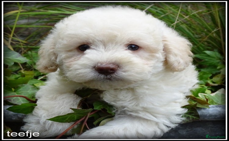 Kruising honden - Advertentie 8