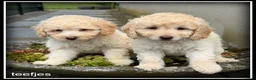 Labradoodle honden te koop: Labradoodle F4 pups 40-45 cm - Advertentie 13