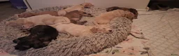 Kruising honden te koop: Labradoodle pups - Advertentie 3