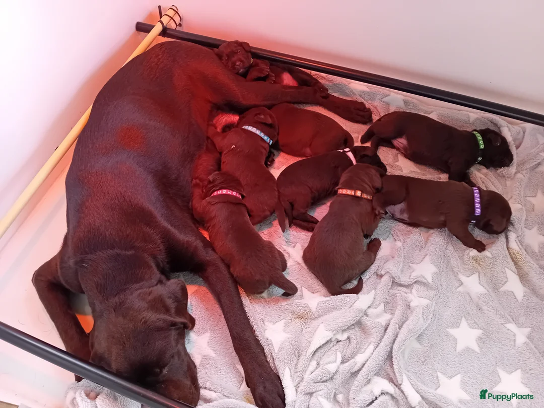 Labrador Retriever honden te koop: Prachtige chocoladebruine Labrador pups - Advertentie 3