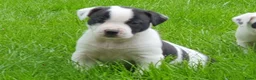 Kruising honden te koop: Border Collie Kruising pups  in Onstwedde - Advertentie 18