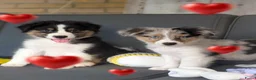 Australian Shepherd honden te koop: Prachtige australian shepherd pups mogen verhuizen in Gouderak - Advertentie 9